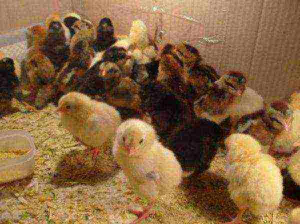 Incubator chicks in a cardboard box