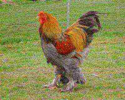 multicolored brama rooster