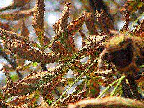 Rolling chestnut leaves