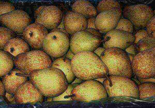 Unripe pear fruits need to be wrapped in plastic bags, make small holes for air intake