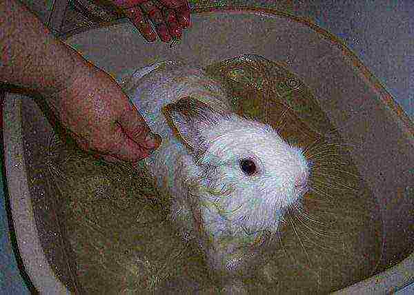 Bathing a pygmy rabbit