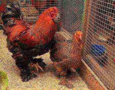 rooster and hen of the brama breed