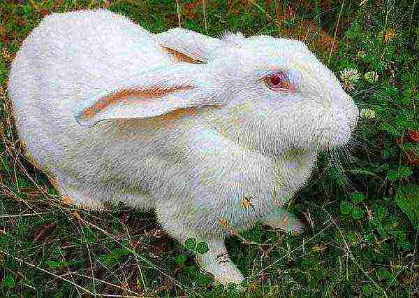 Rabbit breed white giant