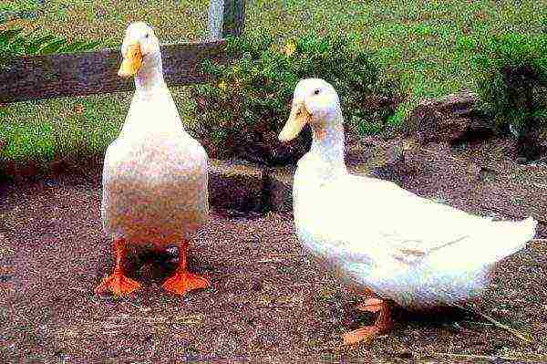 Duck breed Agidel