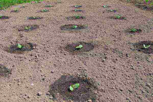 Zucchini can be grown in a ribbon or nesting method