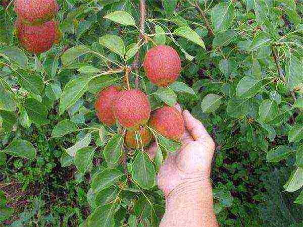 Sizes of Krasulia pears