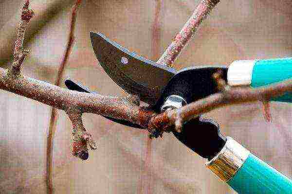 Pruning apricot with a secateurs