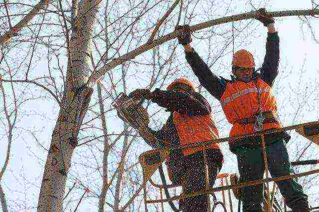 Pruning wood at height with a lift