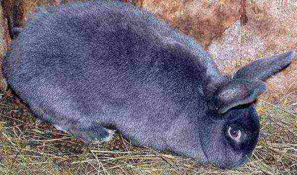 Gray rabbit