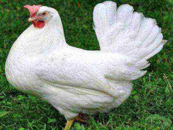 Leghorn manok