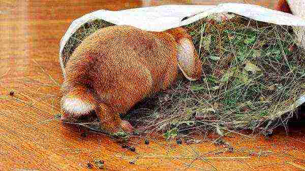 Rabbit in a sack