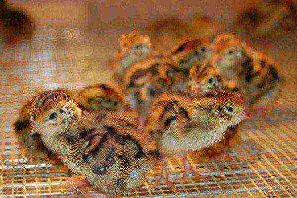Daily quail chicks
