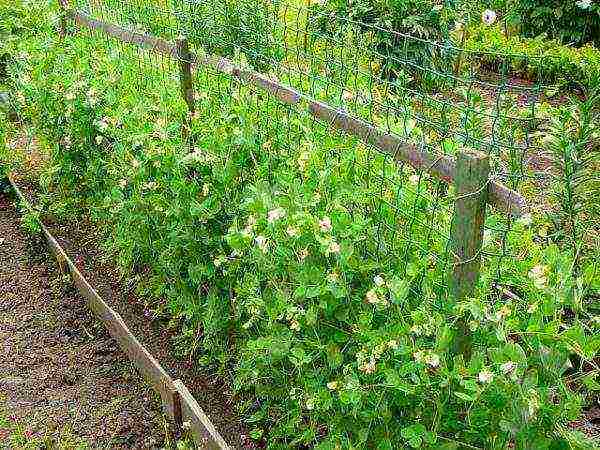 Support for peas on a grid