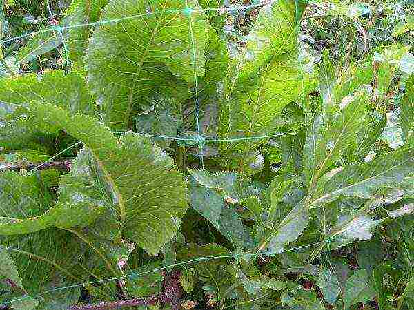 Horseradish leaves close up