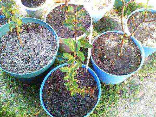 Plan to transplant peach seedlings into open ground for March next year or early September