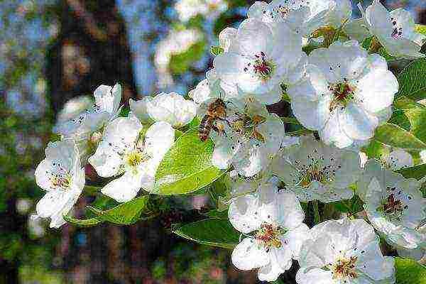 In order for a pear to bloom and bear fruit, it needs watering, loosening and fertilizing the soil.