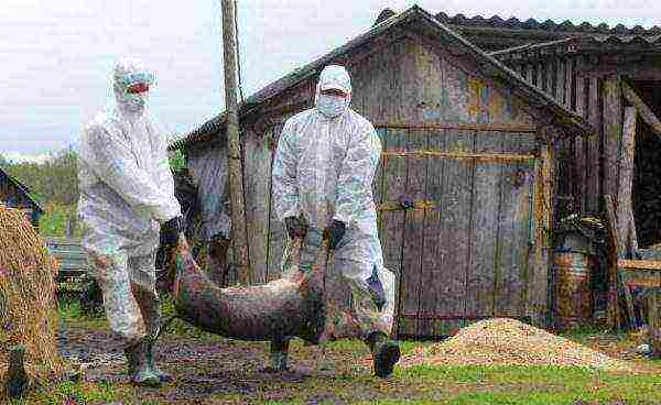 Isolation of sick pigs with African plague