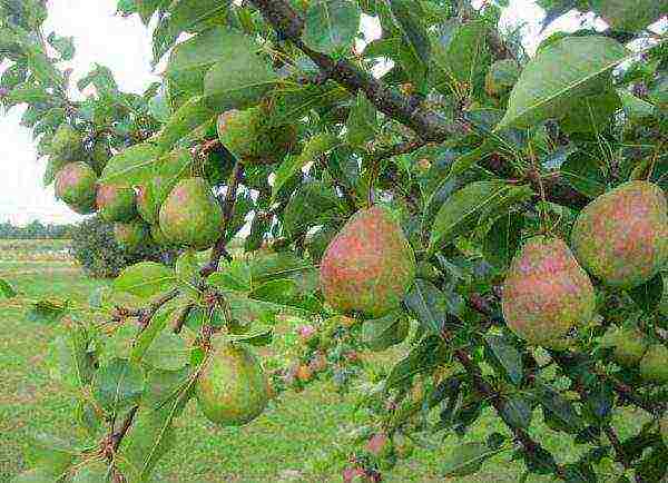 Juicy and ripe pears on the bush