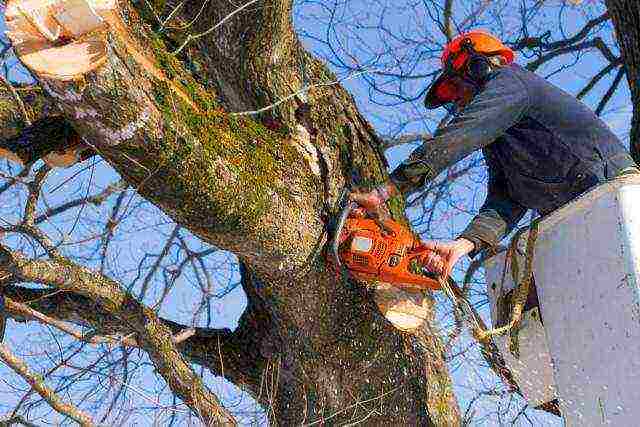 Chainsaw pruning