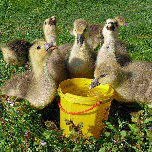 Goslings drink water
