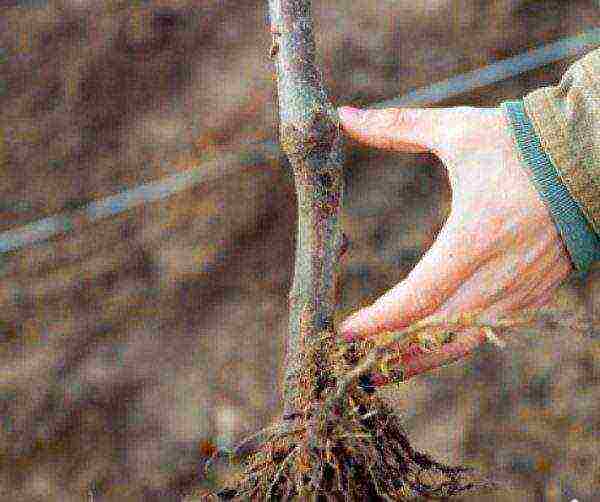 The root of the sheikh walnut seedling Ideal, should be 3-5 cm above the surface