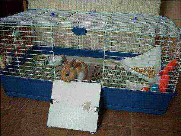 Cage for a decorative rabbit