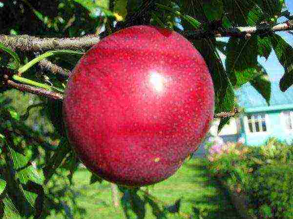 Cherry plum Rubinovaya