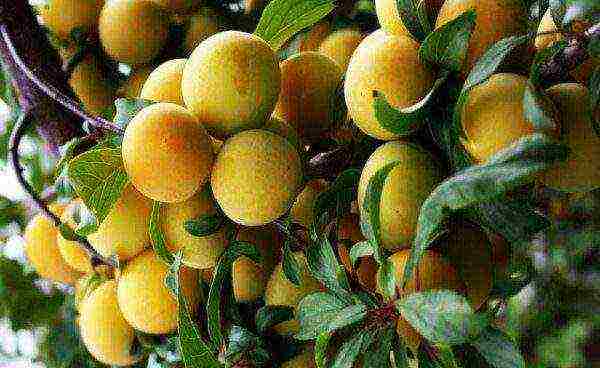 Cherry plum Gold of the Scythians