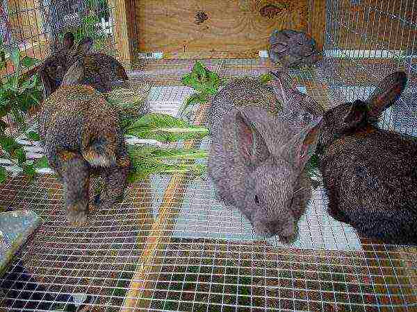 Organization of rabbit feeding