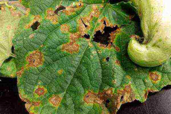 Anthracnose on zucchini leaves