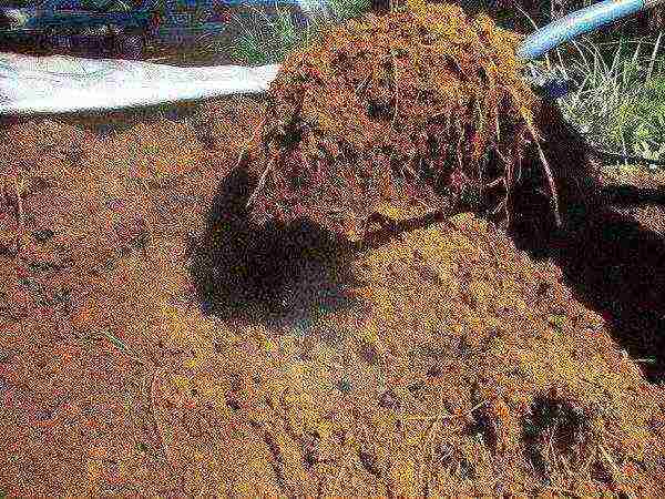Rotten manure can be used for feeding