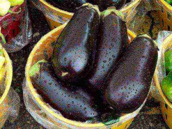 Eggplant color is not considered a sign of maturity.