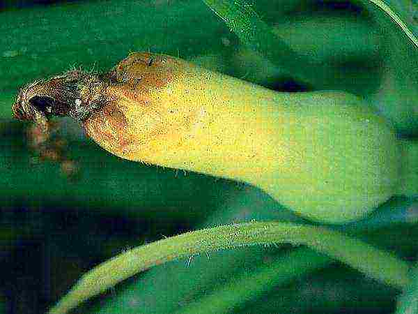 Bacteriosis or angular leaf spot