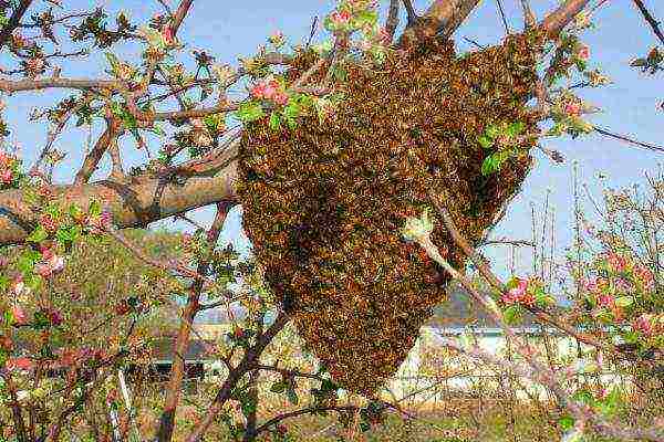 Swarm in the tree