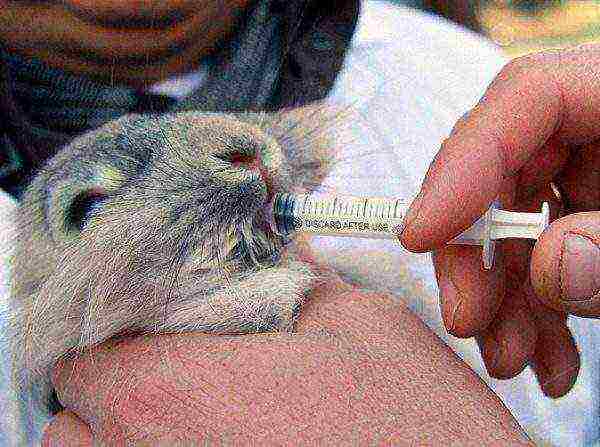 The rabbit is fed from a syringe