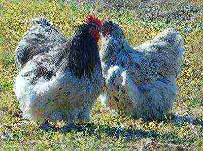 rooster and hen orpington