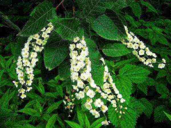 Bird cherry Ssiori