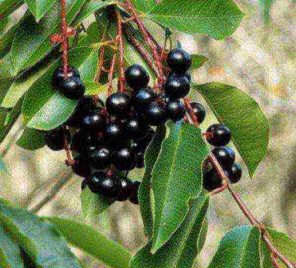 Bird cherry late