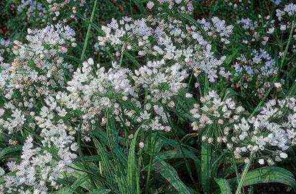 Neapolitan garlic