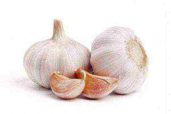 Garlic variety Gafurian