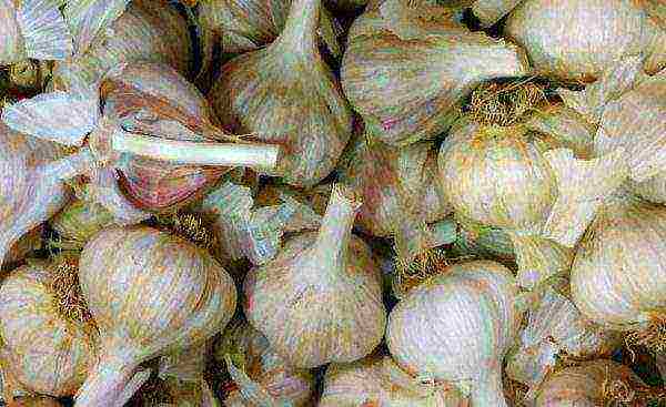 Garlic variety Herman