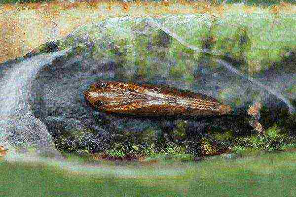 Larva of chestnut miner moth