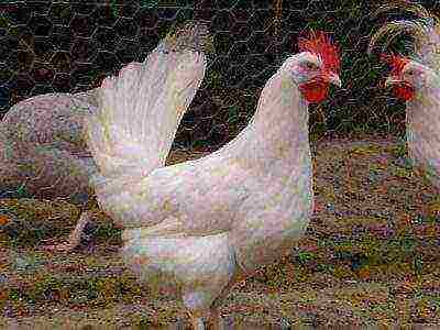 Leghorn White Hen