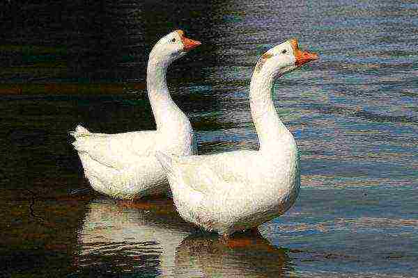 Chinese geese