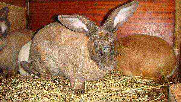 Pregnant rabbit in the pen