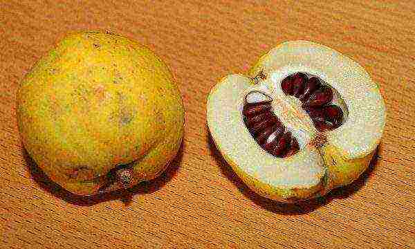 Mucus is obtained from quince seeds, which has a beneficial effect on respiratory diseases