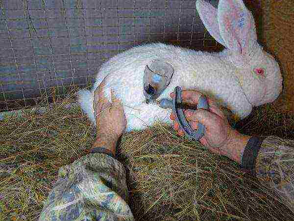Vaccination of rabbits