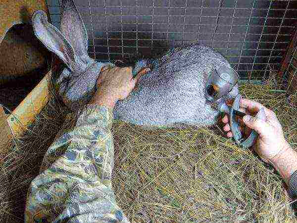 Rabbit vaccination injector.