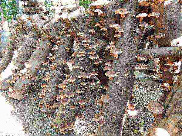 Growing mushrooms on stumps