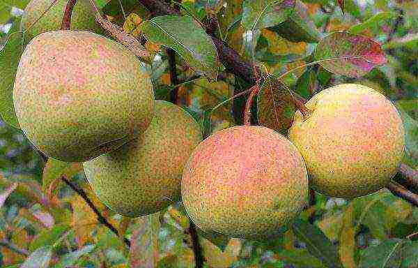 Rossoshanskaya - pear with fruits of autumn ripening period